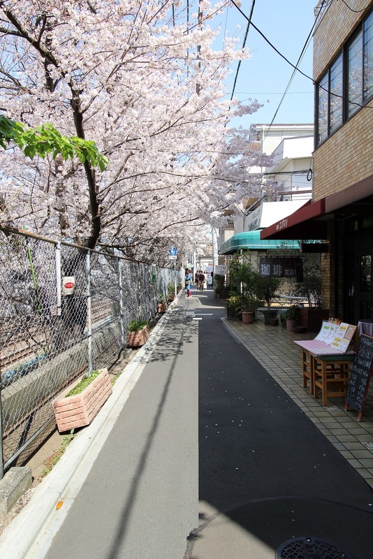 駅から物件までの桜並木。